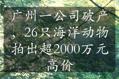 广州一公司破产，26只海洋动物拍出超2000万元高价